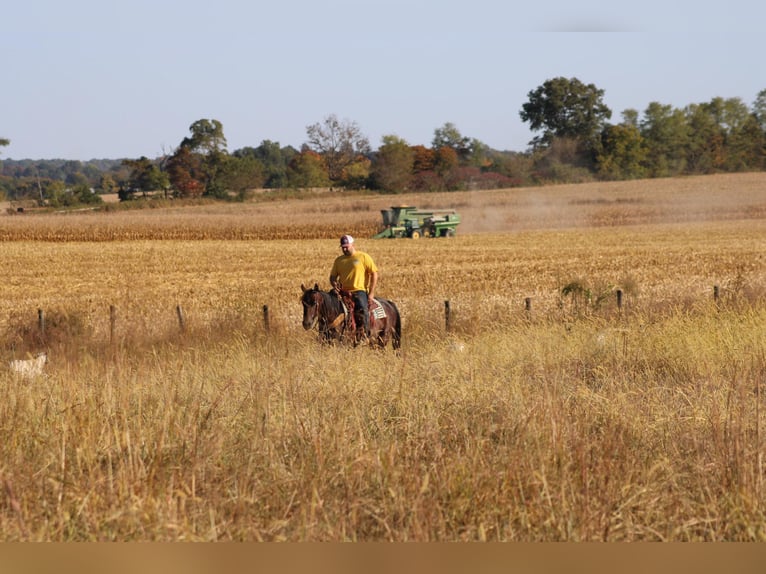 American Quarter Horse Gelding 9 years 14,3 hh Roan-Bay in Sonora, KY