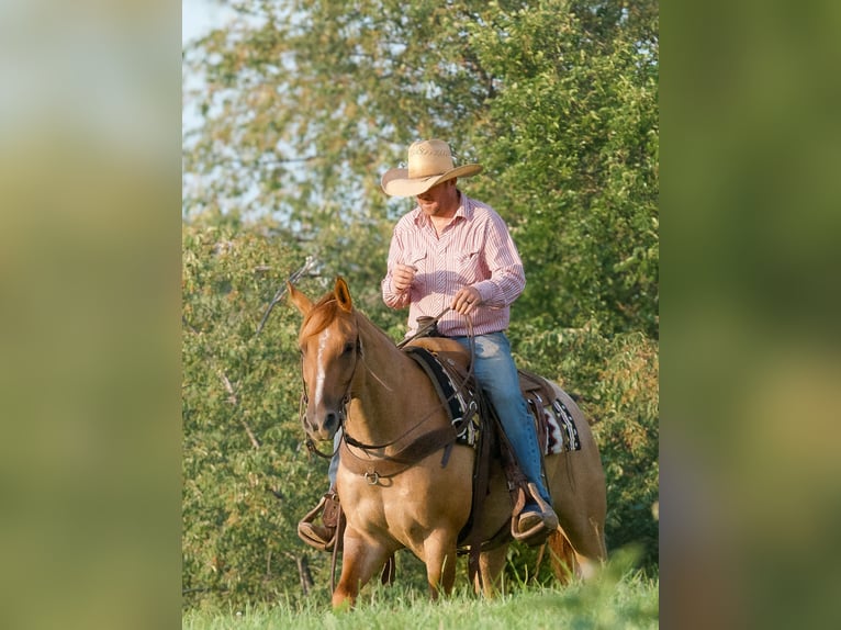 American Quarter Horse Gelding 9 years 14,3 hh Roan-Red in Joy, IL