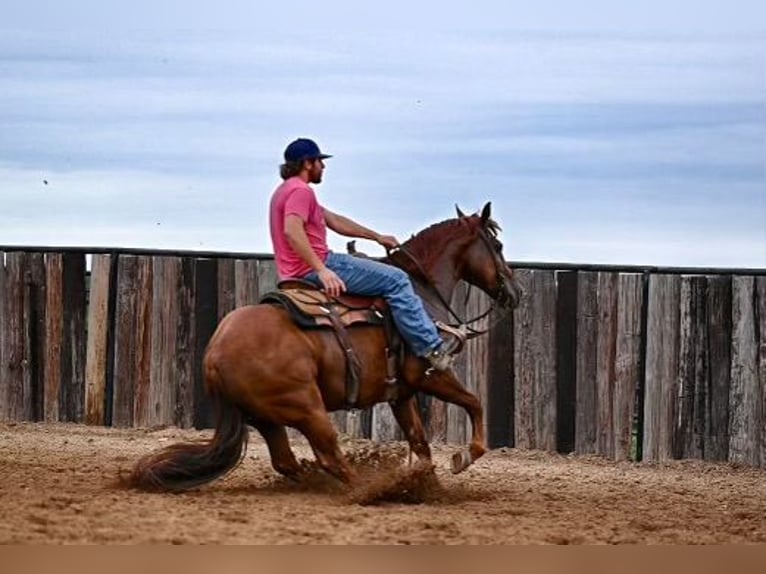 American Quarter Horse Gelding 9 years 14,3 hh Sorrel in Waco