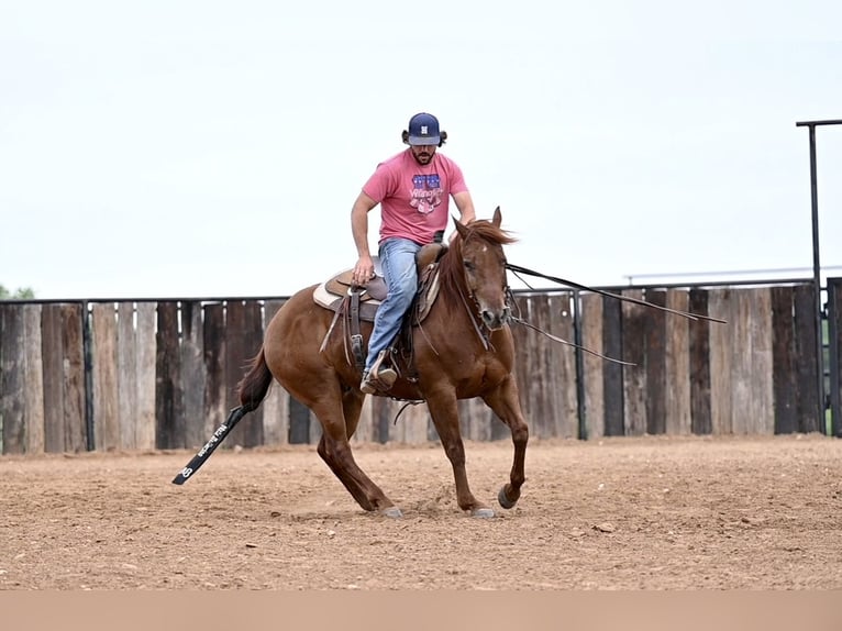 American Quarter Horse Gelding 9 years 14,3 hh Sorrel in Waco