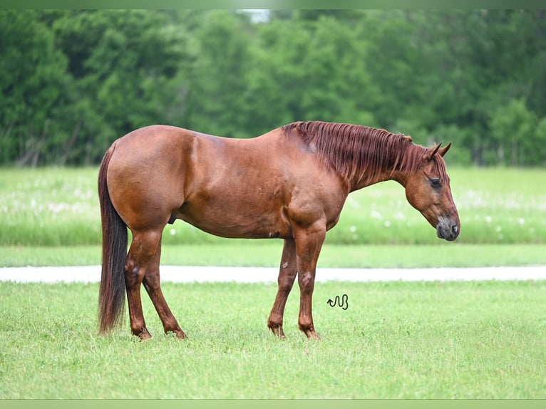 American Quarter Horse Gelding 9 years 14,3 hh Sorrel in Waco