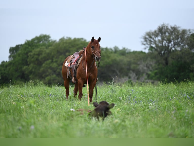 American Quarter Horse Gelding 9 years 14,3 hh Sorrel in Waco