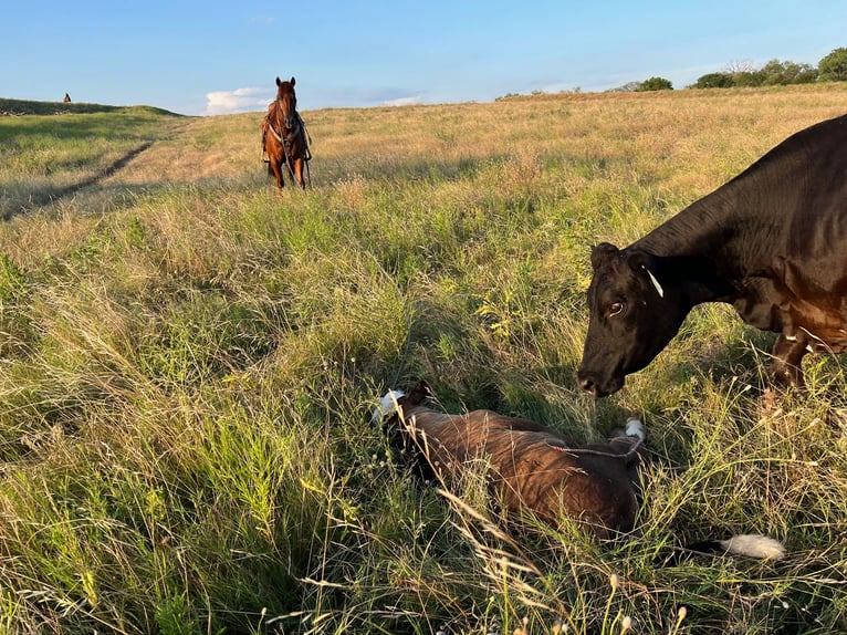 American Quarter Horse Gelding 9 years 14,3 hh Sorrel in Waco