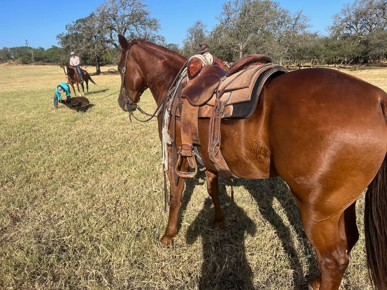 American Quarter Horse Gelding 9 years 14,3 hh Sorrel in Waco