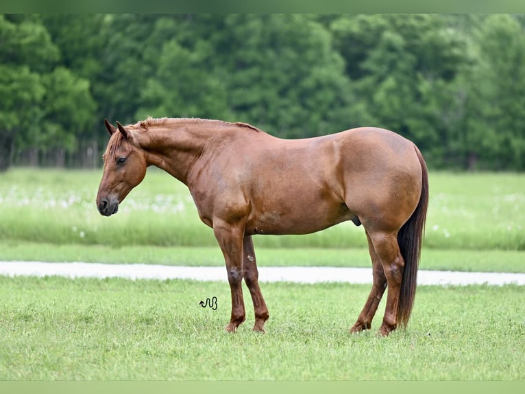 American Quarter Horse Gelding 9 years 14,3 hh Sorrel in Waco