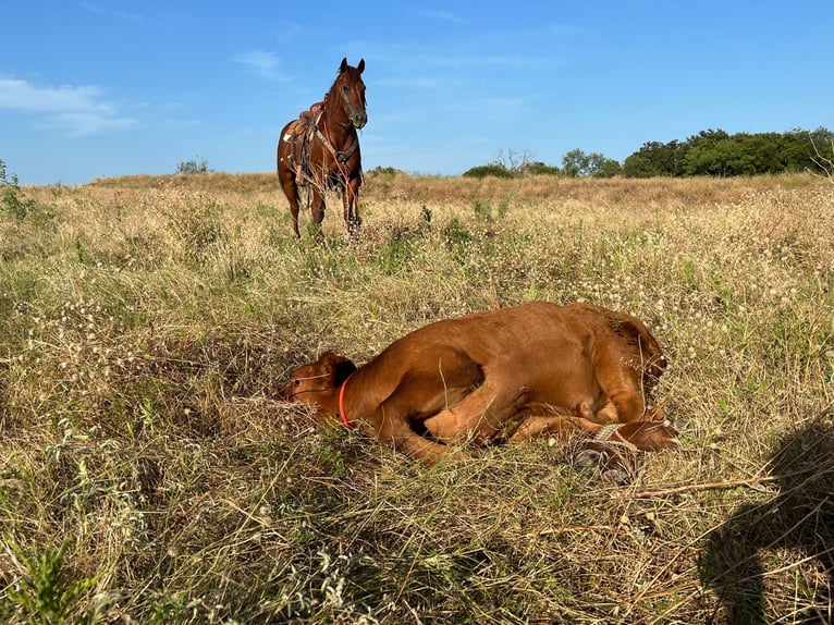 American Quarter Horse Gelding 9 years 14,3 hh Sorrel in Waco