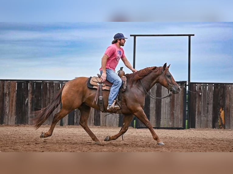 American Quarter Horse Gelding 9 years 14,3 hh Sorrel in Waco