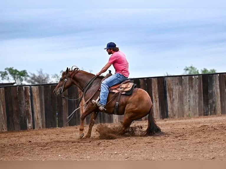 American Quarter Horse Gelding 9 years 14,3 hh Sorrel in Waco