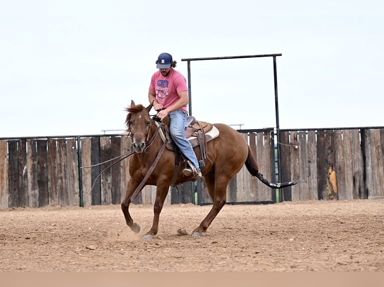 American Quarter Horse Gelding 9 years 14,3 hh Sorrel in Waco