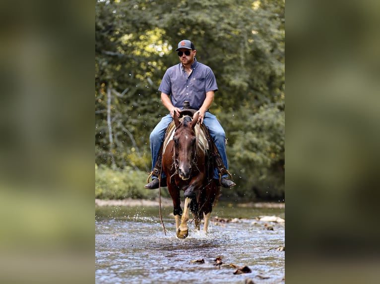 American Quarter Horse Gelding 9 years 14,3 hh Tobiano-all-colors in Santa Fe, TN