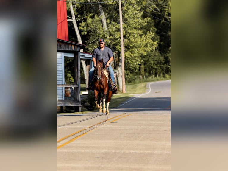 American Quarter Horse Gelding 9 years 14,3 hh Tobiano-all-colors in Santa Fe, TN