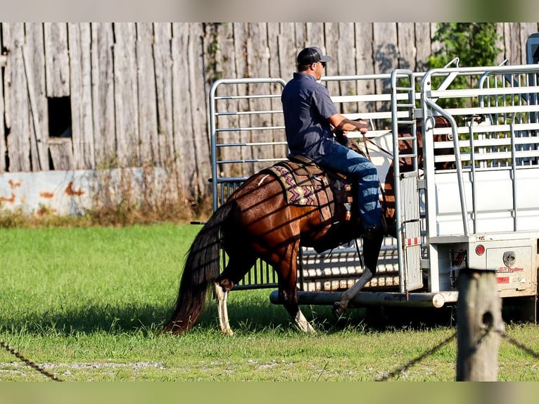 American Quarter Horse Gelding 9 years 14,3 hh in Santa Fe, TN