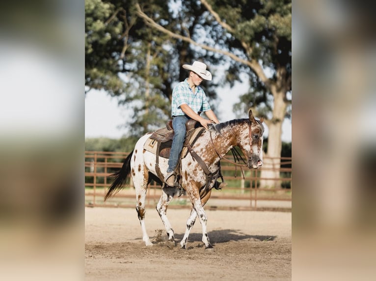 American Quarter Horse Gelding 9 years 14 hh Bay in North Judson IN