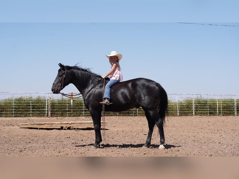 American Quarter Horse Gelding 9 years 14 hh Black in Waco