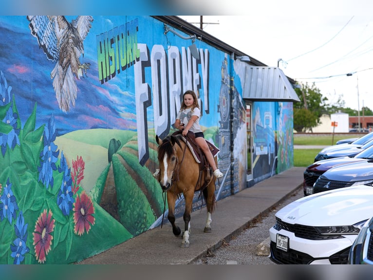 American Quarter Horse Mix Gelding 9 years 14 hh Buckskin in Terrell