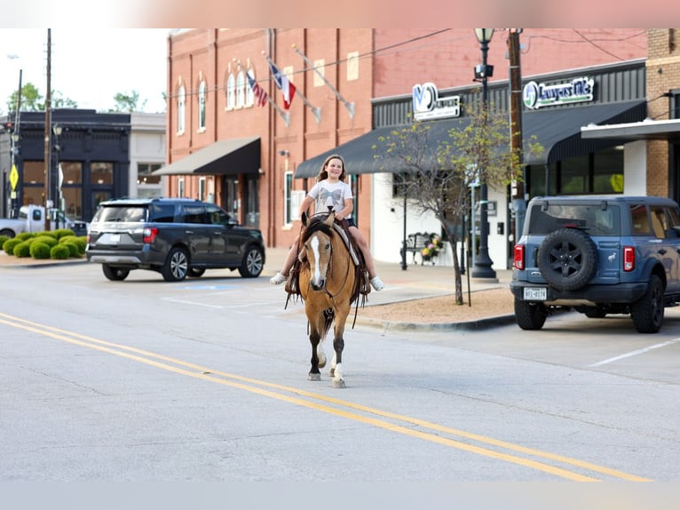 American Quarter Horse Mix Gelding 9 years 14 hh Buckskin in Terrell