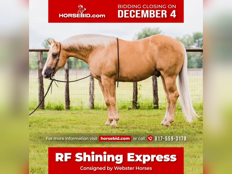 American Quarter Horse Gelding 9 years 14 hh Palomino in Lipan, TX