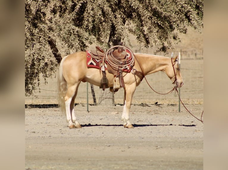 American Quarter Horse Gelding 9 years 14 hh Palomino in Tres Pinos