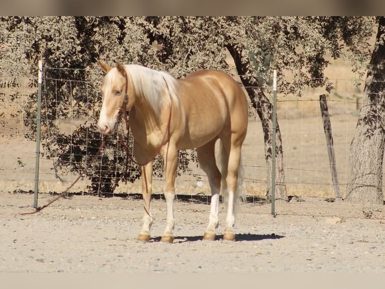 American Quarter Horse Gelding 9 years 14 hh Palomino in Tres Pinos