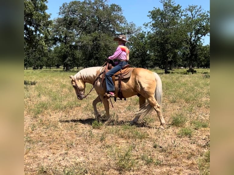 American Quarter Horse Gelding 9 years 14 hh Palomino in weatherford TX