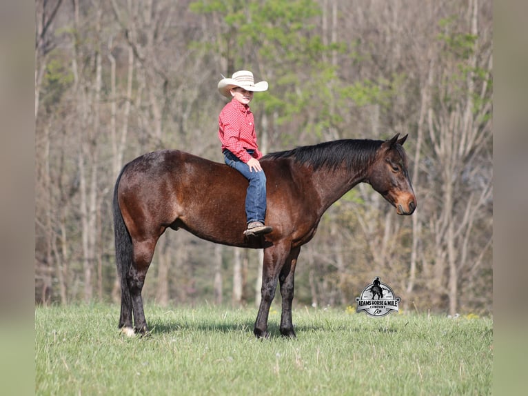 American Quarter Horse Gelding 9 years 14 hh Roan-Bay in Mount Vernon