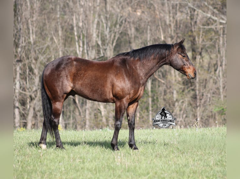 American Quarter Horse Gelding 9 years 14 hh Roan-Bay in Mount Vernon