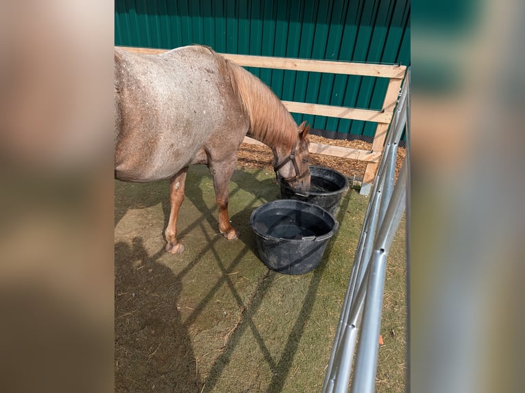 American Quarter Horse Gelding 9 years 14 hh Roan-Red in Bad Neustadt an der Saale