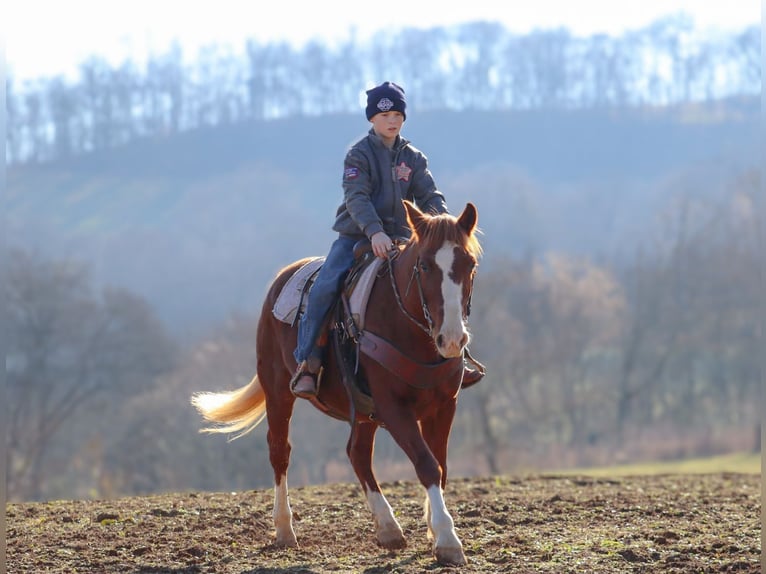 American Quarter Horse Gelding 9 years 14 hh Sorrel in Culleoka