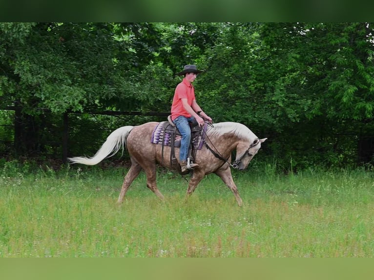 American Quarter Horse Gelding 9 years 14,1 hh Palomino in Sturgis MI