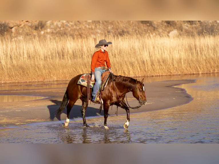 American Quarter Horse Gelding 9 years 14,1 hh Sorrel in Canyon