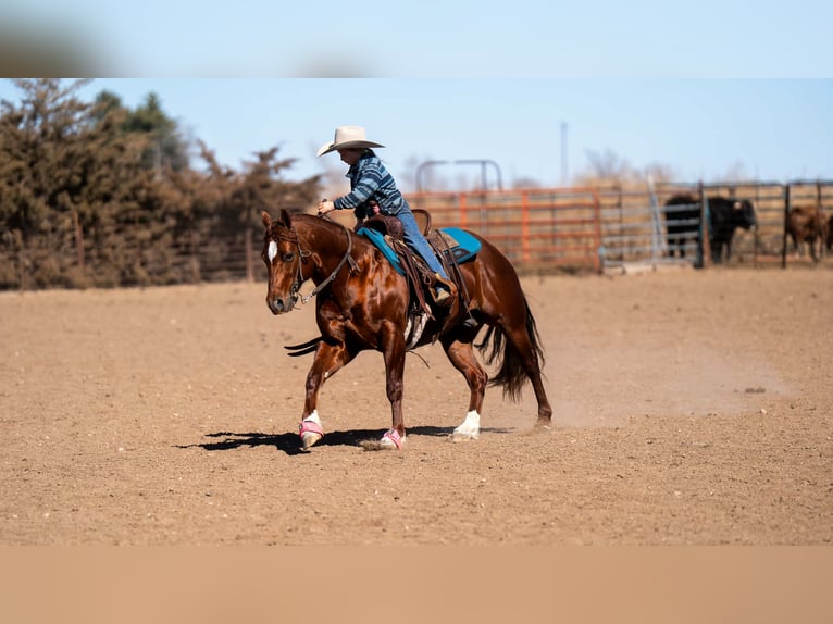 American Quarter Horse Gelding 9 years 14,1 hh Sorrel in Canyon