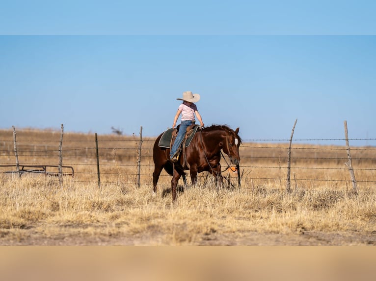 American Quarter Horse Gelding 9 years 14,1 hh Sorrel in Canyon