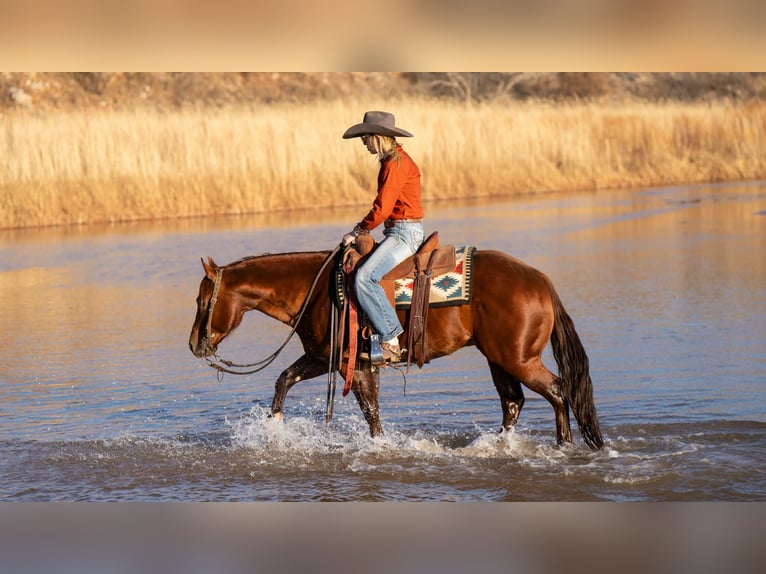 American Quarter Horse Gelding 9 years 14,1 hh Sorrel in Canyon