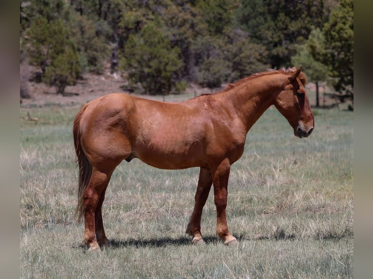American Quarter Horse Gelding 9 years 14,1 hh Sorrel in Camp Verde AZ