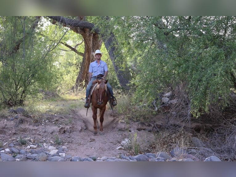 American Quarter Horse Gelding 9 years 14,1 hh Sorrel in Camp Verde AZ