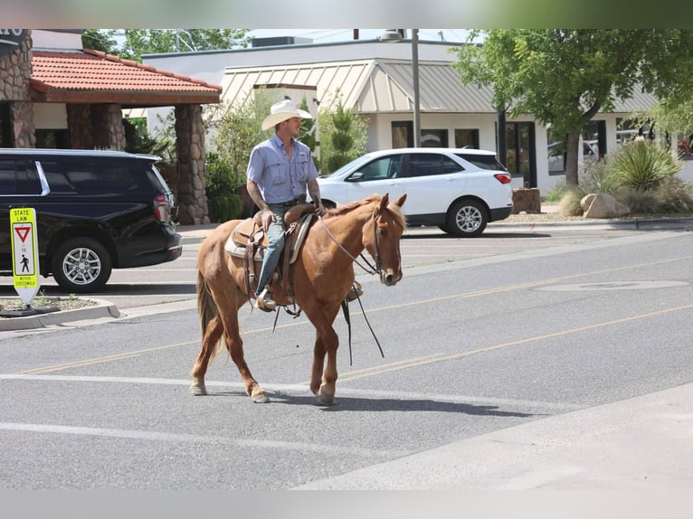 American Quarter Horse Gelding 9 years 14,1 hh Sorrel in Camp Verde AZ