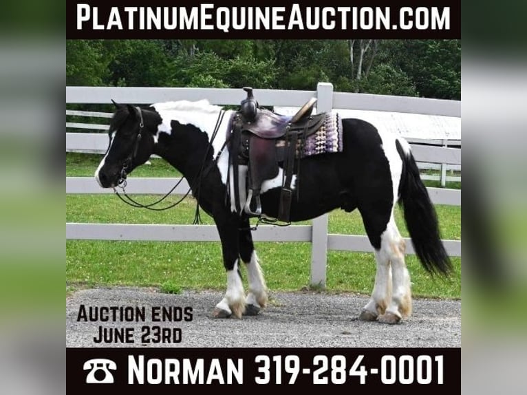 American Quarter Horse Gelding 9 years 14,1 hh Tobiano-all-colors in Sturgis MI