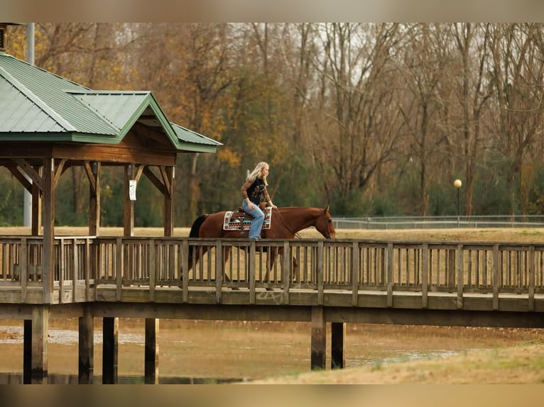 American Quarter Horse Gelding 9 years 14,2 hh Bay in Quitman