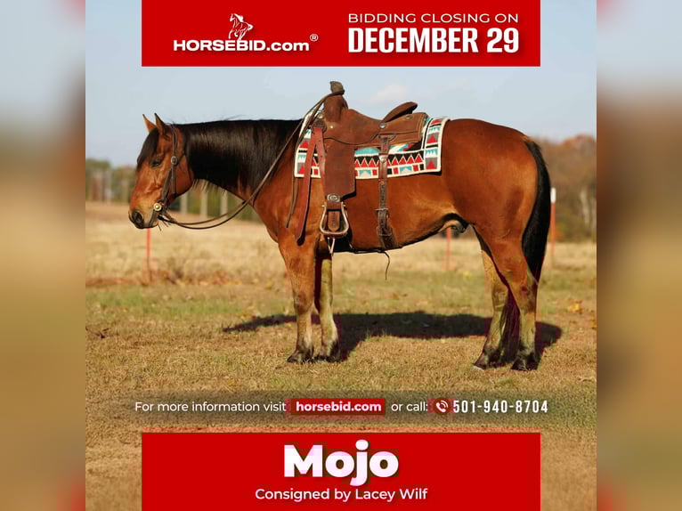 American Quarter Horse Gelding 9 years 14,2 hh Bay in Quitman