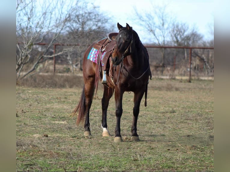 American Quarter Horse Gelding 9 years 14,2 hh Bay in STEPHENVILLE, TX