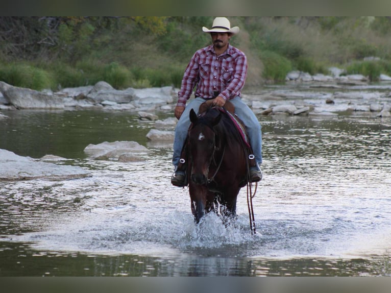 American Quarter Horse Gelding 9 years 14,2 hh Bay in Stephenville TX