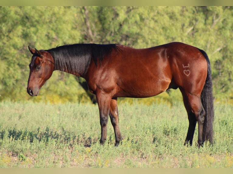 American Quarter Horse Gelding 9 years 14,2 hh Bay in Stephenville TX