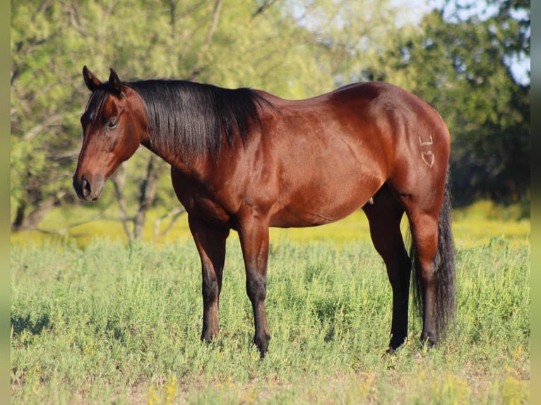American Quarter Horse Gelding 9 years 14,2 hh Bay in Stephenville TX