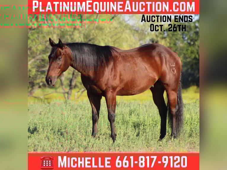 American Quarter Horse Gelding 9 years 14,2 hh Bay in Stephenville TX