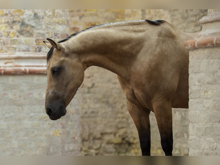 American Quarter Horse Gelding 9 years 14,2 hh Buckskin in Amsterdam