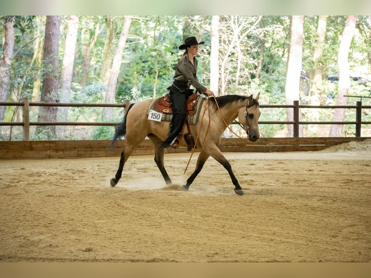 American Quarter Horse Gelding 9 years 14,2 hh Buckskin in Amsterdam