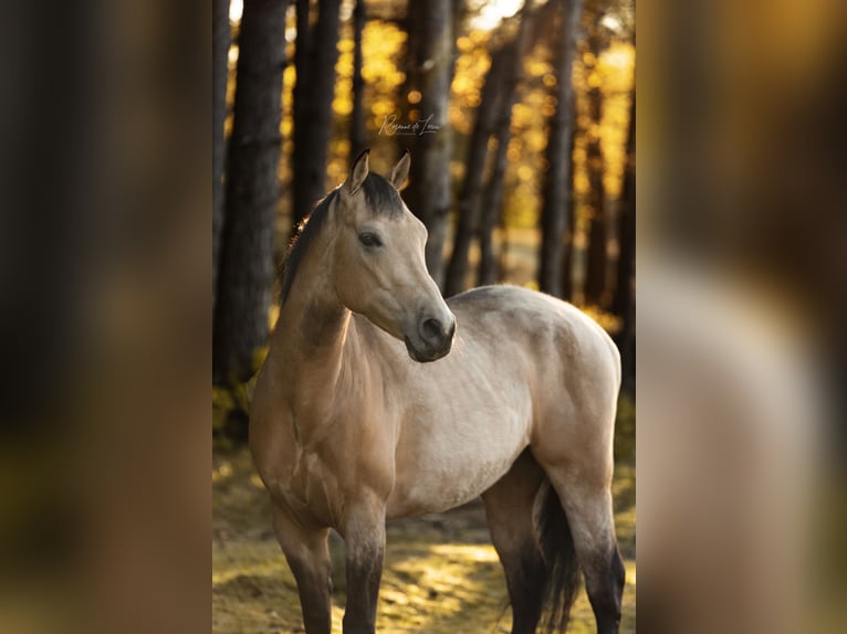 American Quarter Horse Gelding 9 years 14,2 hh Buckskin in Amsterdam
