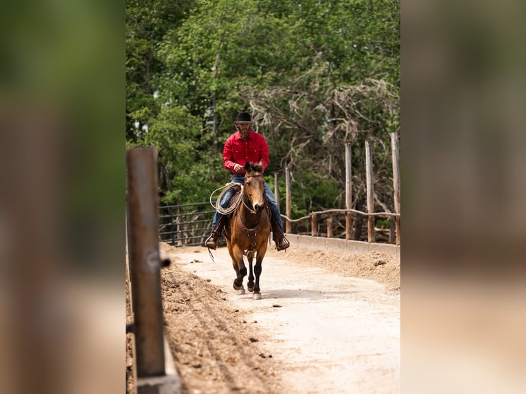 American Quarter Horse Gelding 9 years 14,2 hh Buckskin in Cherryville