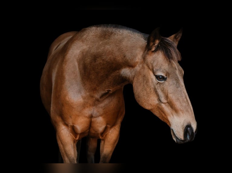 American Quarter Horse Gelding 9 years 14,2 hh Buckskin in Cherryville