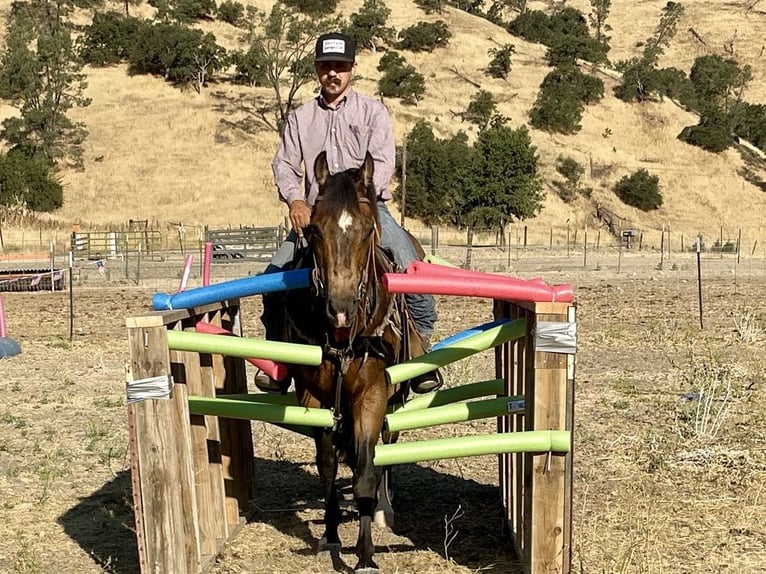 American Quarter Horse Gelding 9 years 14,2 hh Buckskin in Paicines CA